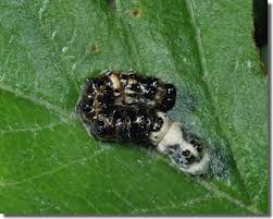 Attēlu rezultāti vaicājumam “Acronicta alni larva”