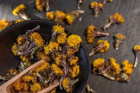 Attēlu rezultāti vaicājumam “Tussilago farfara bud”