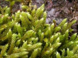 Attēlu rezultāti vaicājumam “Antitrichia curtipendula macro”