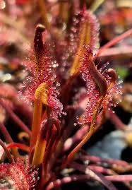 Image result for Drosera