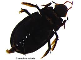 Attēlu rezultāti vaicājumam “Hydrophilidae”