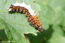 Attēlu rezultāti vaicājumam “Polygonia c-album underside”
