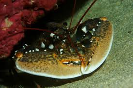 Image result for Homarus gammarus
