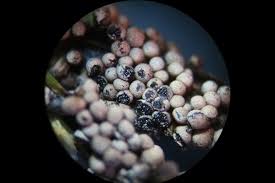 Attēlu rezultāti vaicājumam “Badhamia lilacina”