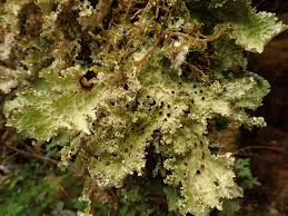 Attēlu rezultāti vaicājumam “Cribraria oregana spores”