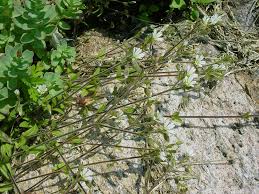 Attēlu rezultāti vaicājumam “Cerastium holosteoides fruit”