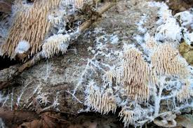 Attēlu rezultāti vaicājumam “Hydnocristella himantia”