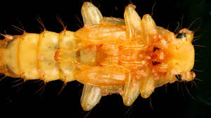 Attēlu rezultāti vaicājumam “Cucujus cinnaberinus larva”