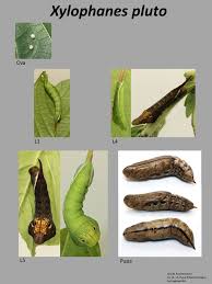 Attēlu rezultāti vaicājumam “Sphinx pinastri larva”