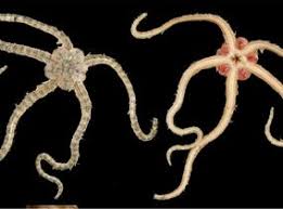 Attēlu rezultāti vaicājumam “Ophiotheca sp.”