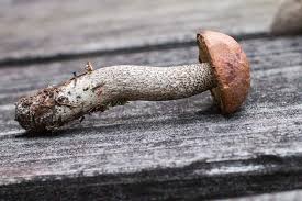 Attēlu rezultāti vaicājumam “Leccinum”