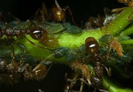 Attēlu rezultāti vaicājumam “Aphis confusa”