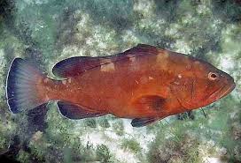 Image result for Epinephelus morio