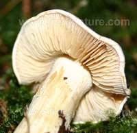 Attēlu rezultāti vaicājumam “Tricholoma album”