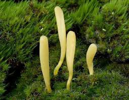 Attēlu rezultāti vaicājumam “Clavaria argillacea”