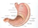 Functional Dyspepsia Or Upset Stomach Syndrome