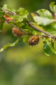 Attēlu rezultāti vaicājumam “Fagus sylvatica fruit”