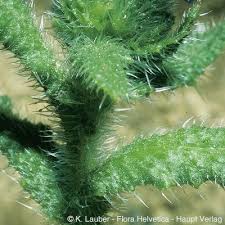 Attēlu rezultāti vaicājumam “Anchusa arvensis”