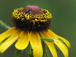 Attēlu rezultāti vaicājumam “Rudbeckia hirta var. pulcherrima flower”