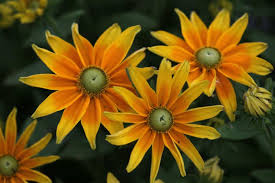 Image result for Rudbeckia Paradisio