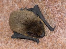 Attēlu rezultāti vaicājumam “Pipistrellus nathusii”