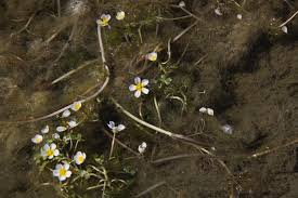 Attēlu rezultāti vaicājumam “Batrachium circinatum flower”