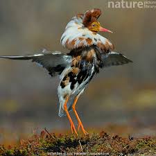 Attēlu rezultāti vaicājumam “Philomachus pugnax adult”