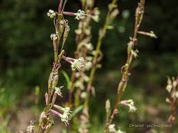 Attēlu rezultāti vaicājumam “Silene tatarica”