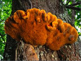 Attēlu rezultāti vaicājumam “Inonotus rheades”