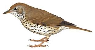 Attēlu rezultāti vaicājumam “Turdus philomelos”