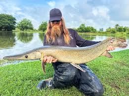 Image result for Acipenser desotoi