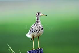 Image result for Bartramia longicauda