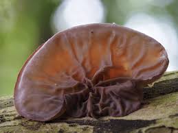 Attēlu rezultāti vaicājumam “Lignydium muscorum young”