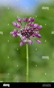 Attēlu rezultāti vaicājumam “Allium scorodoprasum flower”