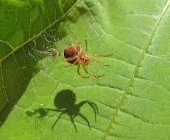 Attēlu rezultāti vaicājumam “Araniella male”