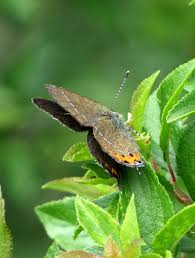 Attēlu rezultāti vaicājumam “Satyrium pruni”