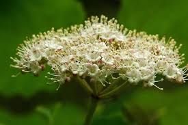 Attēlu rezultāti vaicājumam “Chenopodium acerifolium flower”