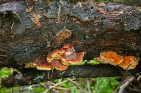 Attēlu rezultāti vaicājumam “Pycnoporellus fulgens”