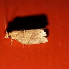 Attēlu rezultāti vaicājumam “Pandemis”