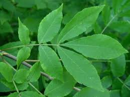 Attēlu rezultāti vaicājumam “Carya”