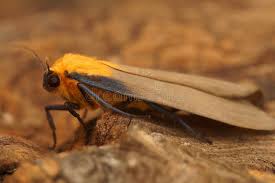 Attēlu rezultāti vaicājumam “Lithosia quadra female”