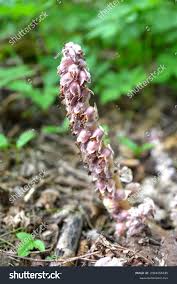 Attēlu rezultāti vaicājumam “Lathraea squamaria flower”