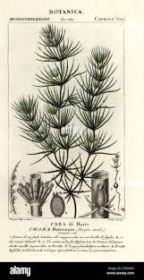 Attēlu rezultāti vaicājumam “Chara intermedia male”