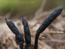 Attēlu rezultāti vaicājumam “Xylaria longipes”