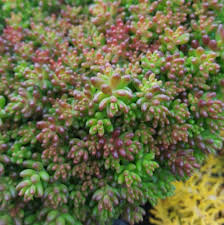 Image result for Sedum album `Coral Carpet`