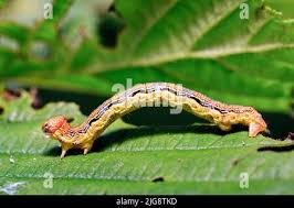 Attēlu rezultāti vaicājumam “Erannis defoliaria imago”