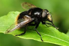 Attēlu rezultāti vaicājumam “Volucella bombylans”