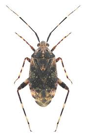 Attēlu rezultāti vaicājumam “Miridae”