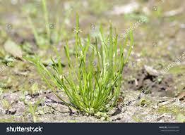 Attēlu rezultāti vaicājumam “Myosurus minimus”