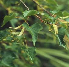 Attēlu rezultāti vaicājumam “Tilia amurensis”